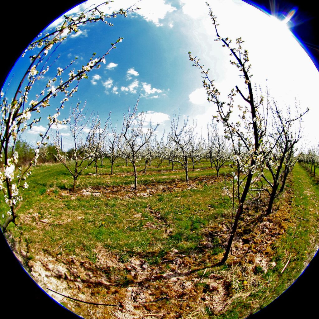 Junge Obstbäume mit weißen Blüten auf der Glindower Platte