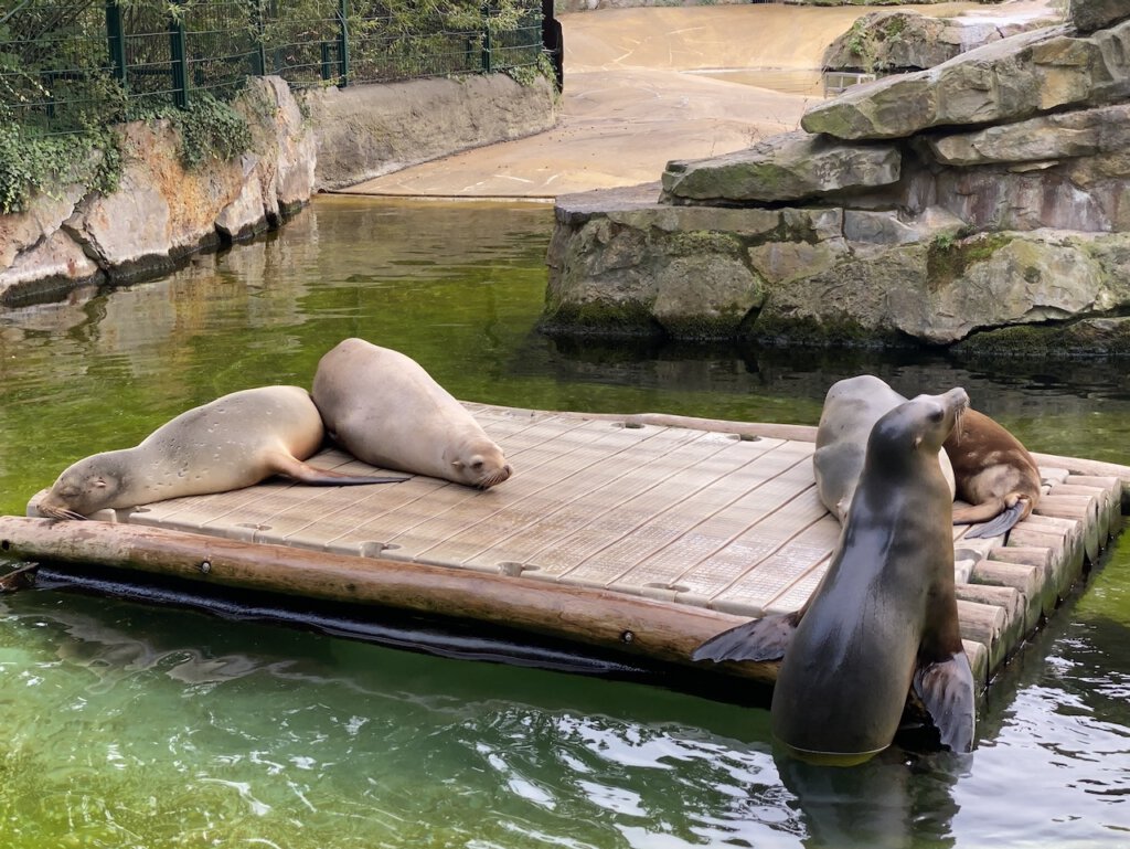 Kalifornische Seehunde im Berliner Zoo