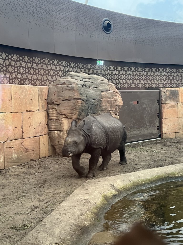 Du kommst diesem Nashorn im Berliner Zoo sehr nah