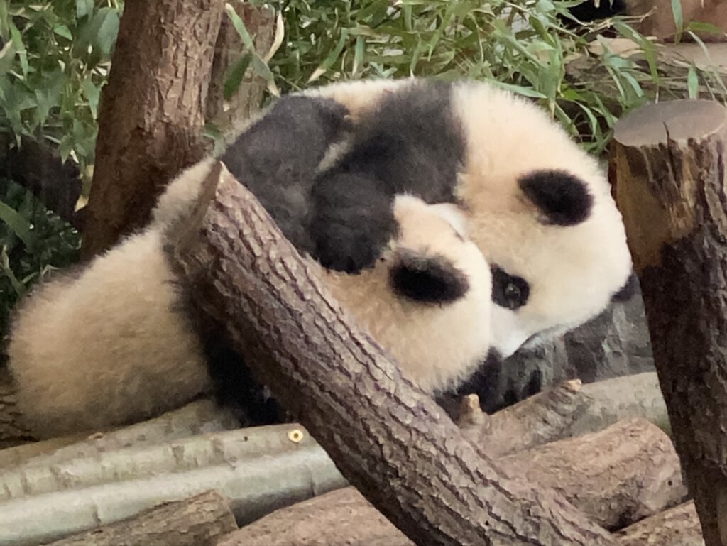 Pandas Pit und Paule im Berliner Zoo