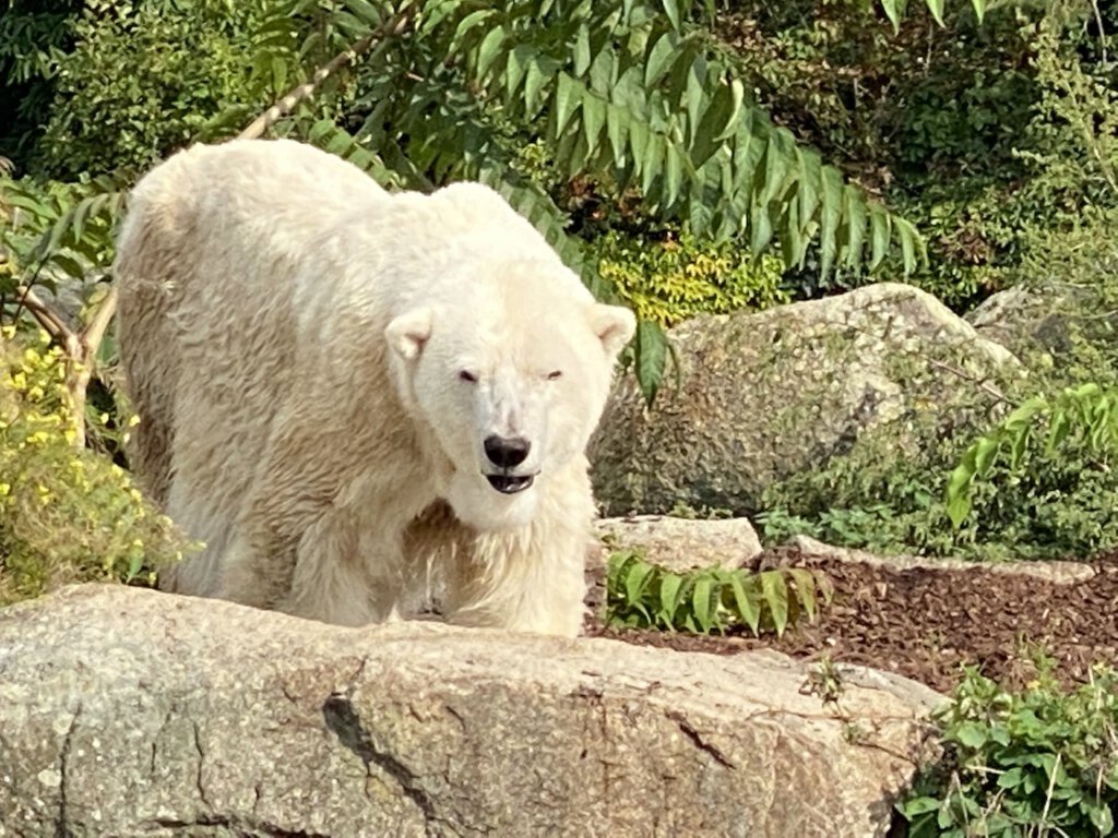 Eisbärin Katjuscha im Berliner Zoo
