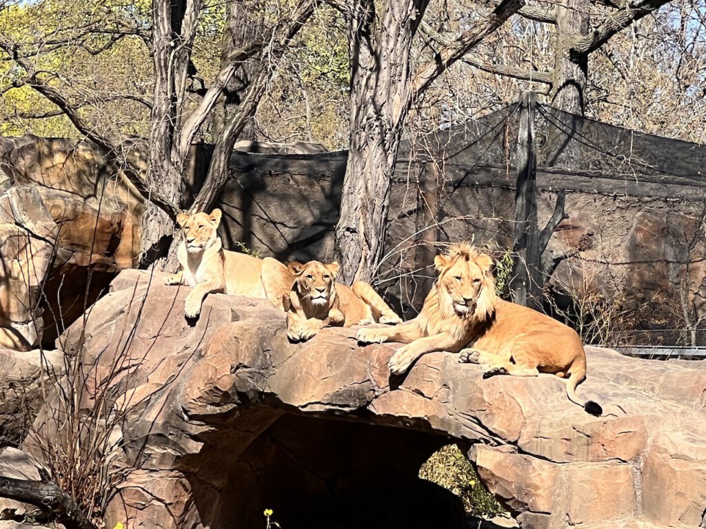 Die Löwendrillinge sitzen gern auf ihrem vorgewärmten Stein. Sie waren als Kinder aus Leipzig in den Berliner Zoo gekommen