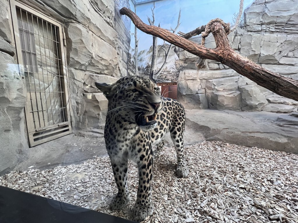 Persischer Leopard in seinem Gehege hinter einem  im Berliner Zoo. Er öffnet den Mund, irgendetwas passt ihm nicht.