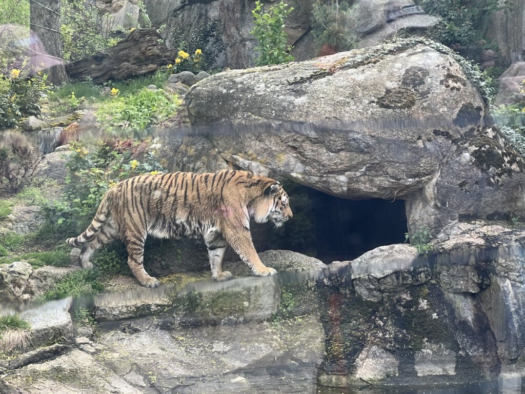 Amur-Tiger sind vom Aussterben bedroht. Darius geht gerade in seine Höhle: Er lebte 16 Jahre im Berliner Zoo