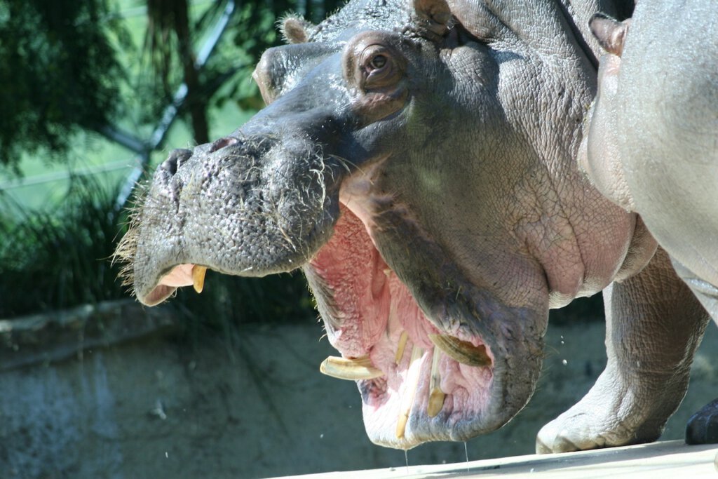 Ein Flusspferd reißt sein Maul auf und zeigt Zähne. Es sieht gefährlich aus, doch die Tiere sind friedliebend und harmlos