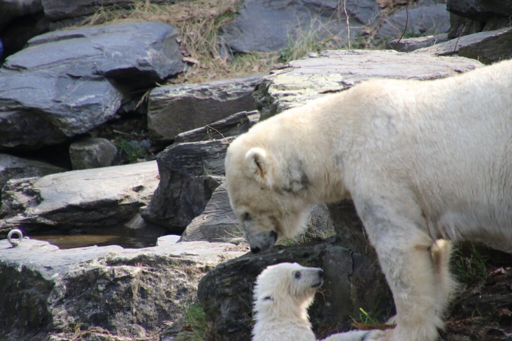 Eisbärin Hertha mit ihrer Mutter Tonja im Tierpark Berlin
