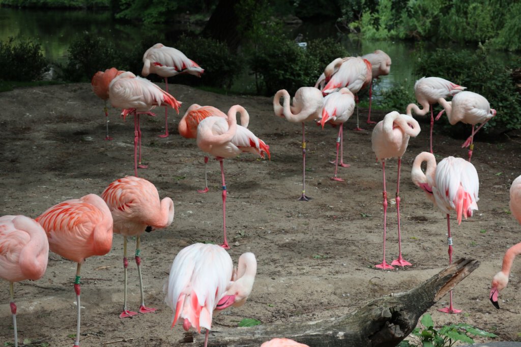 Flamingos im Zoo Berlin