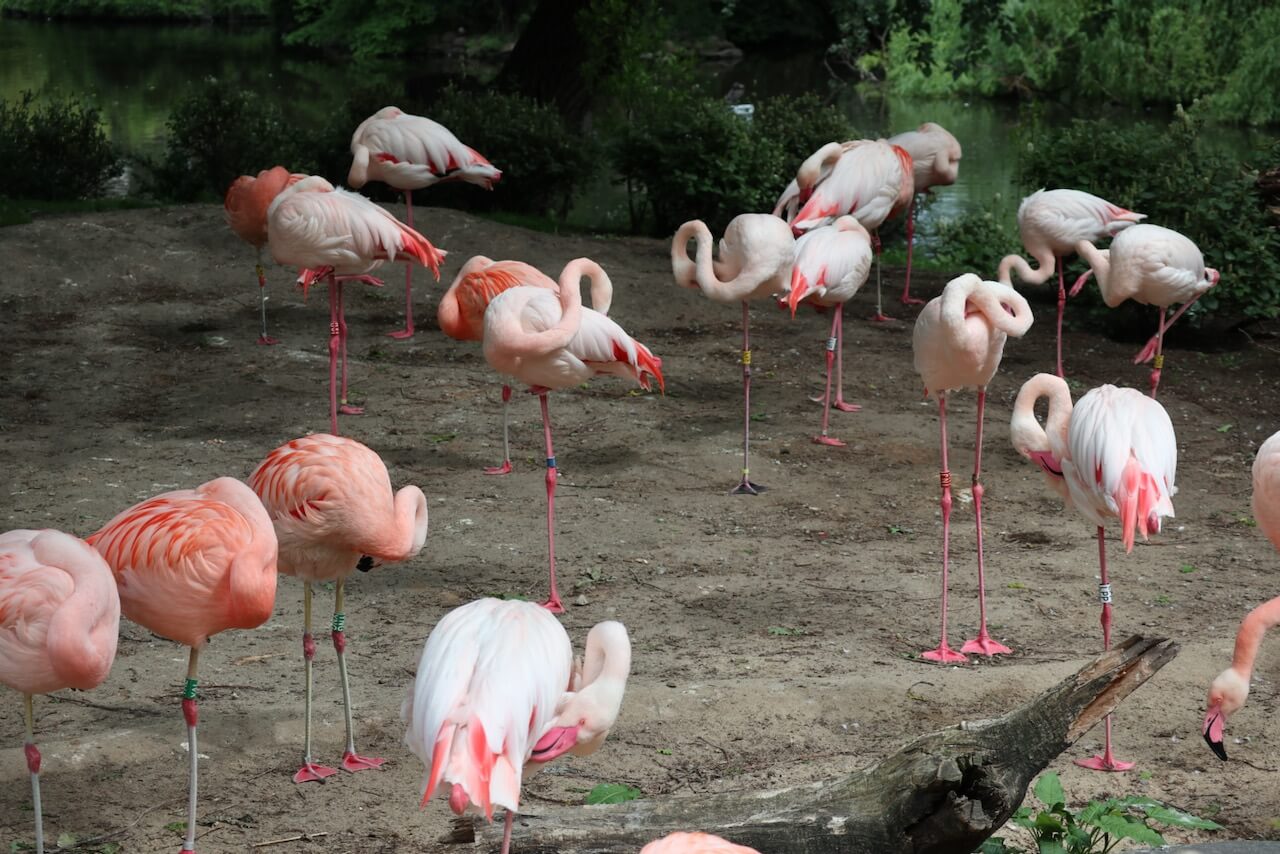 Flamingos im Zoo Berlin