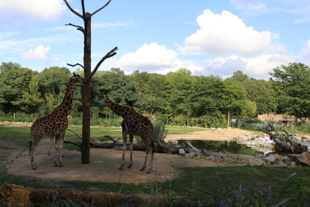 Giraffen leben im Tierpark Berlin in einer weitläufigen Anlage