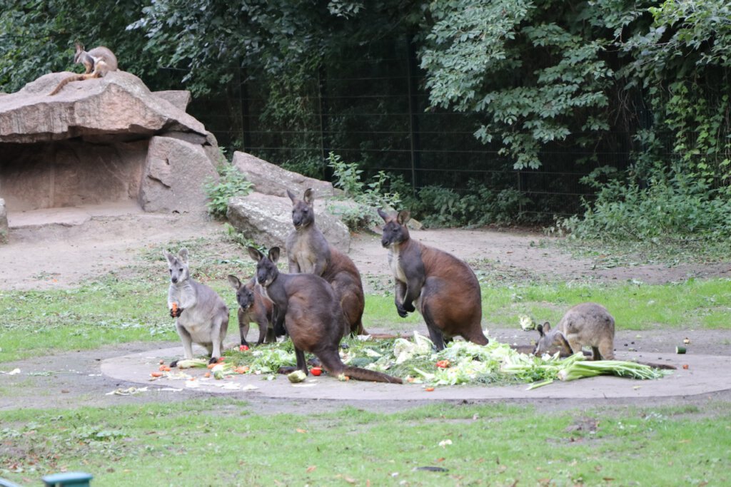 Diese Kängurus haben im Tierpark Berlin gerade ihr Futter bekommen