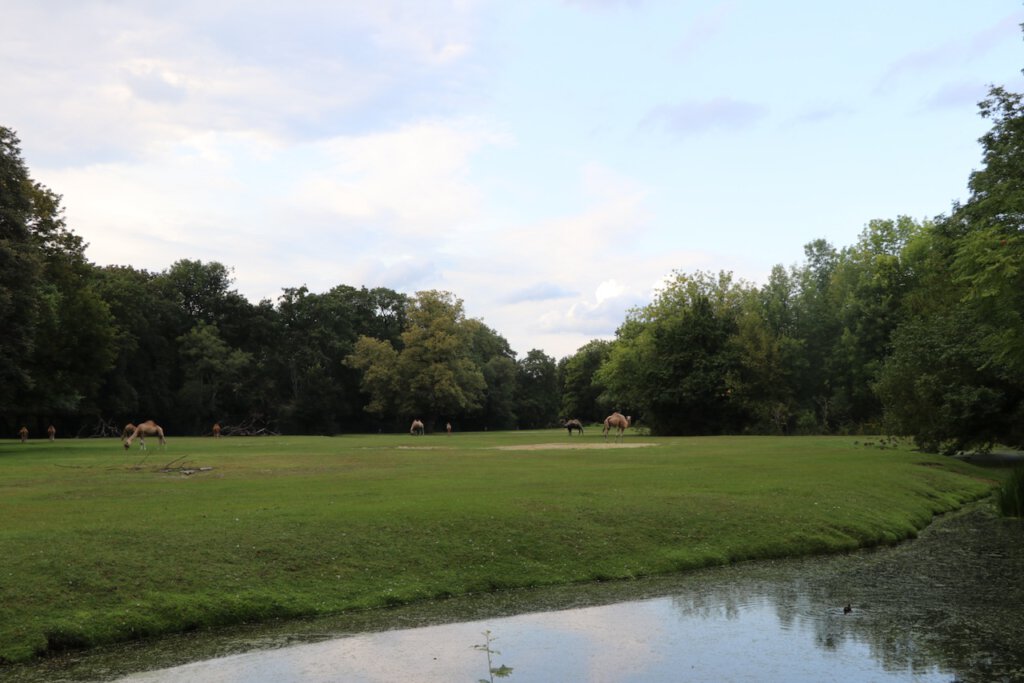 Weitläufige Anlage der Kamele im Tierpark Berlin