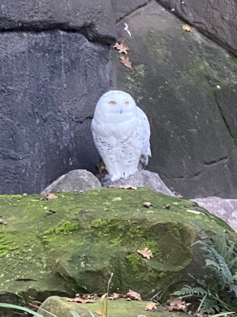 Eine Schneeeule im Freigehege des Berliner Zoos