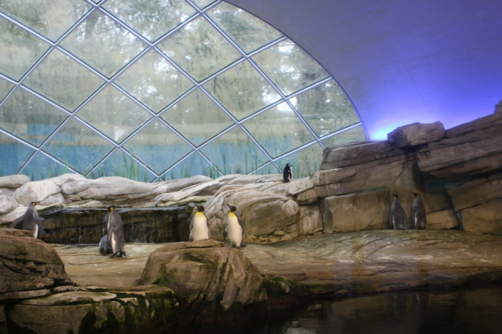 Kaiserpinguine in einem klimatisierten Haus im Zoo Berlin