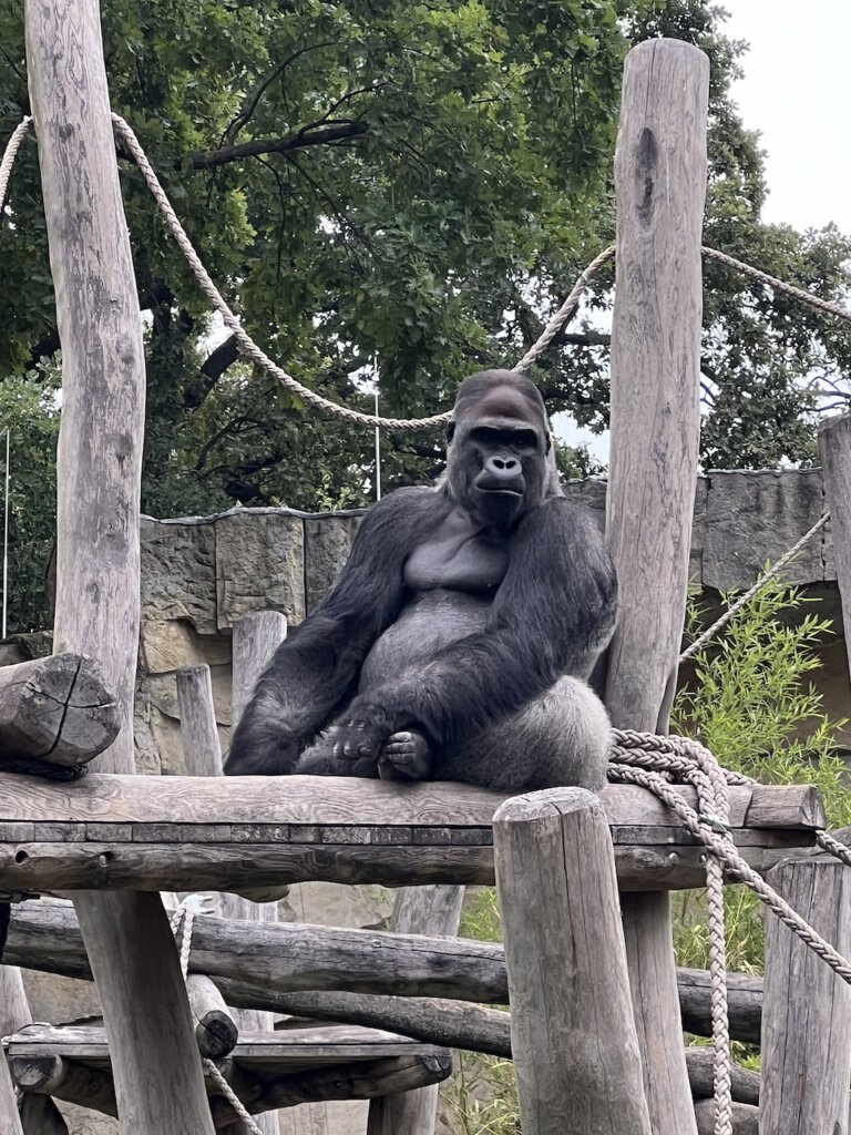 Schwangere Gorilladame im Berliner Zoo