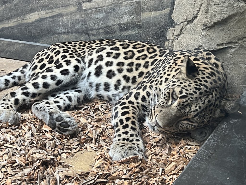 Persischer Leopard im Berliner Zoo