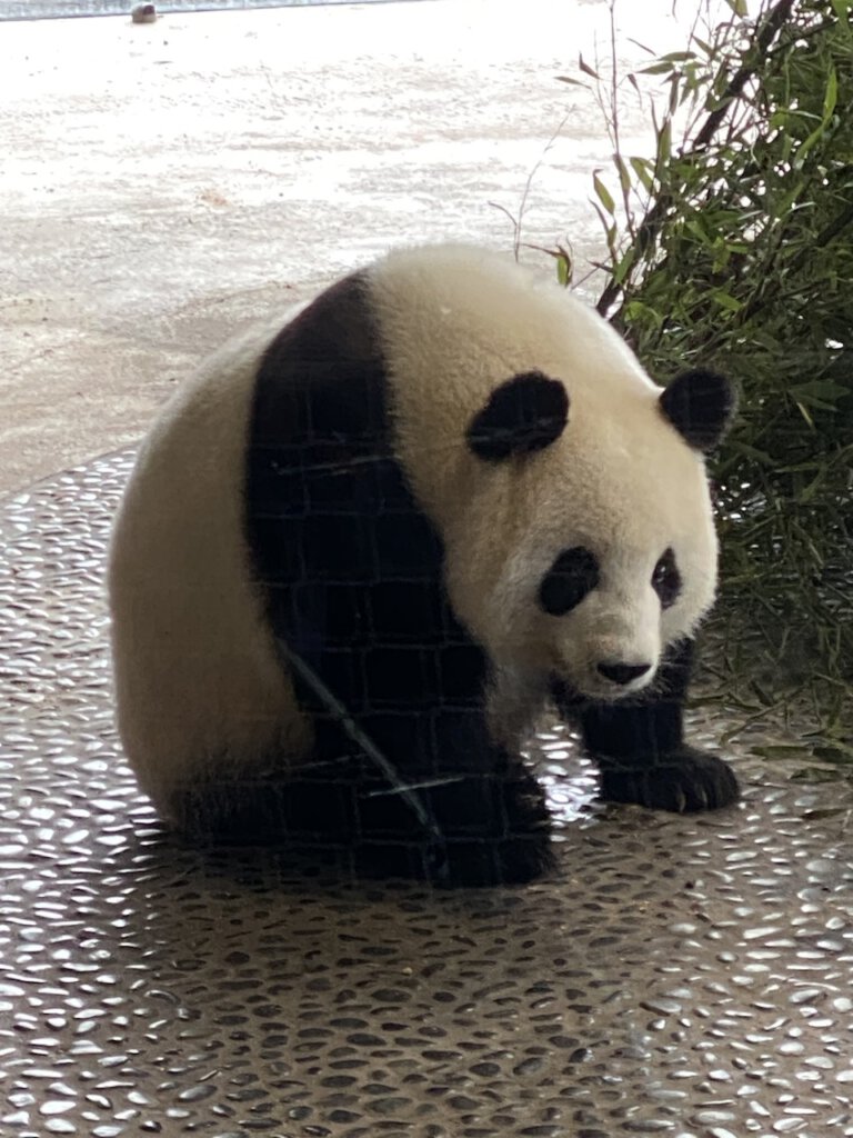 Großer Panda im Zoo Berlin