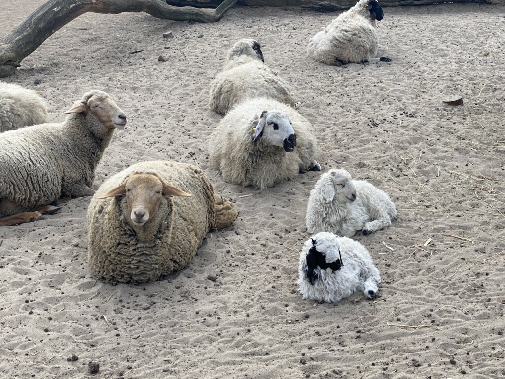 Schafe im Streichelzoo im Tierpark Berlin