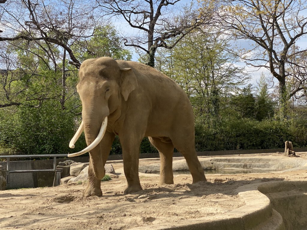 Elefantenbulle Victor war an seinen langen Stoßzähnen sofort zu erkennen. Er lebte 25 Jahre im Berliner Zoo und starb 2025.