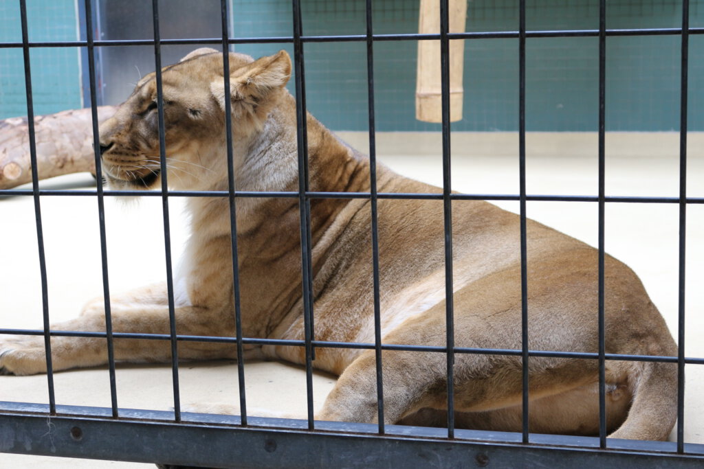 Löwin im Tierpark Berlin
