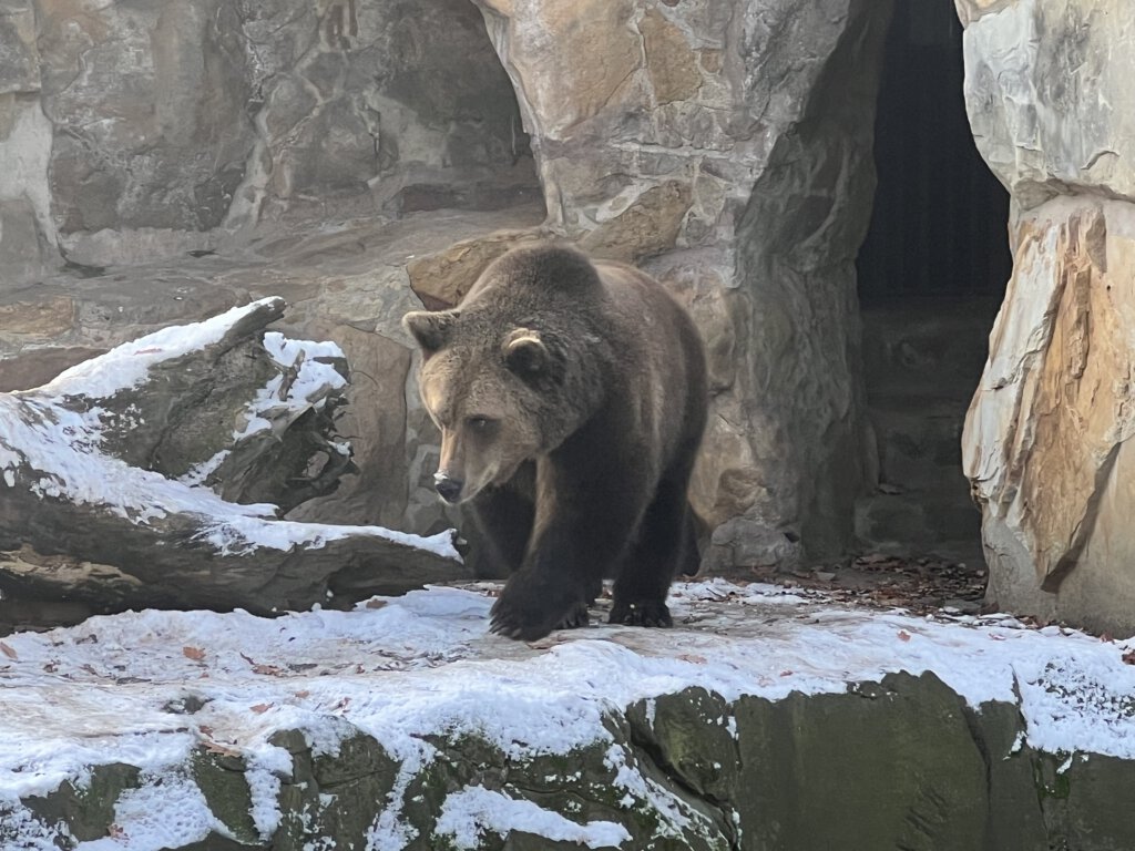 Braunbär im Zoo Berlin