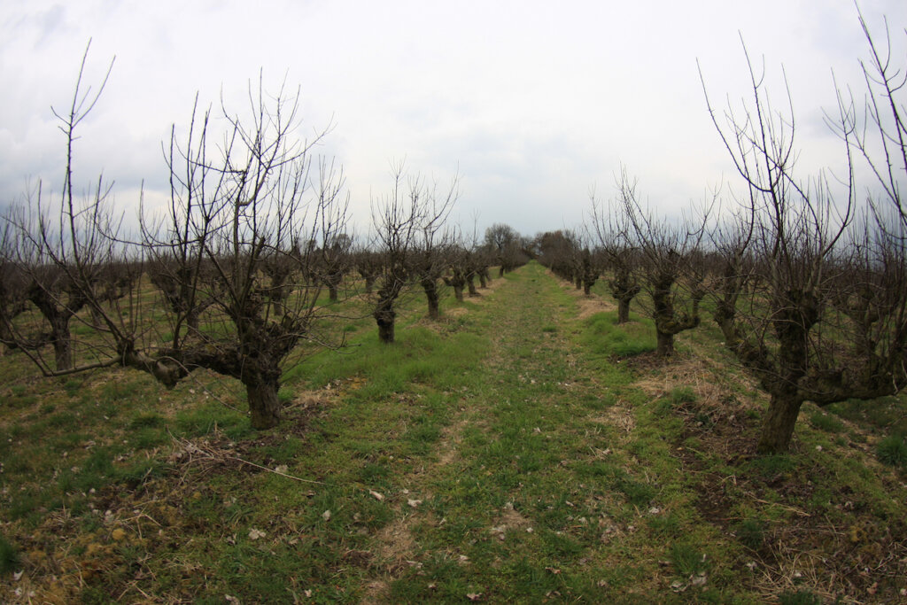 Obstplantage vor der Blüte. Werder (Havel)