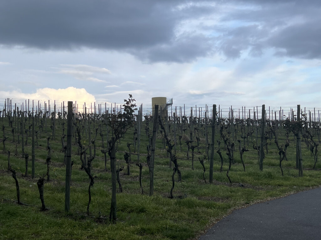 Wachteiberg: Ein Weinberg in Werder (Havel)