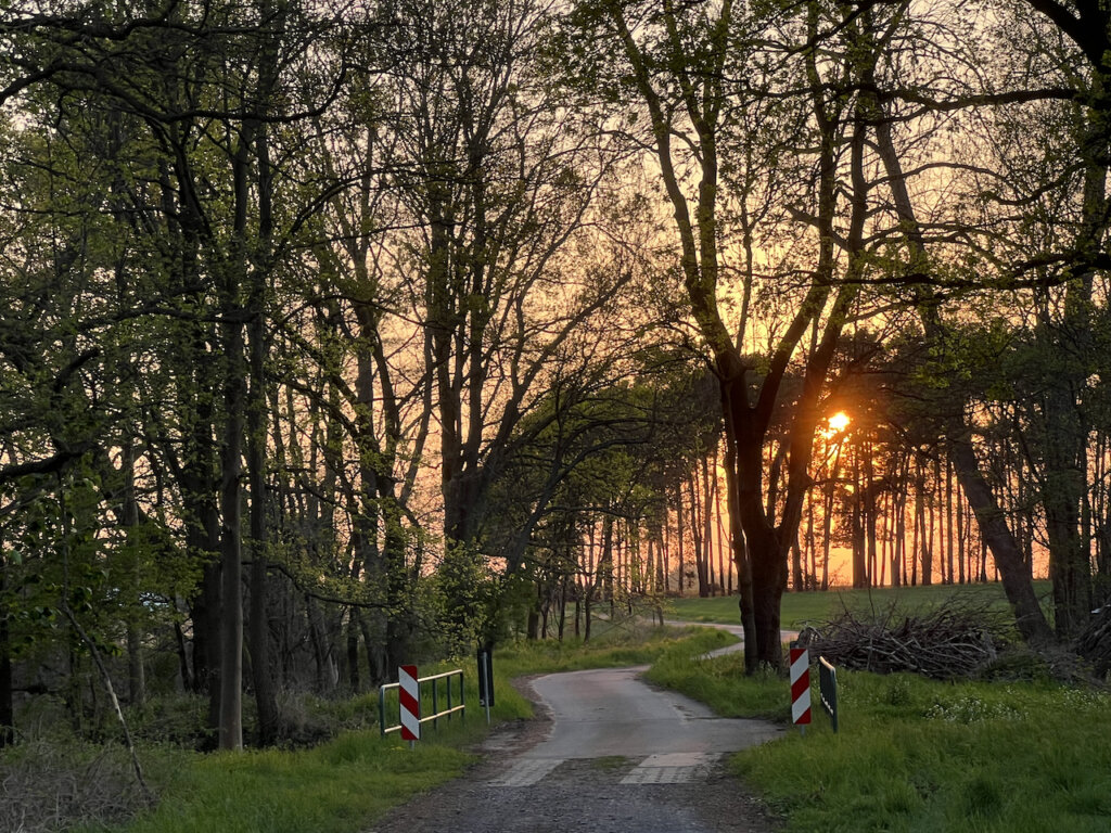 Sonnenuntergang in einem Waldstück von Töplitz, einem Ortsteil von Werder (Havel)
