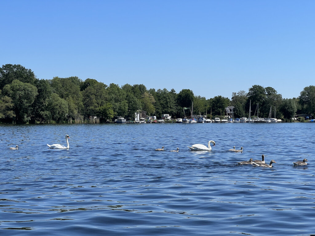 Wasservögel auf der Havel vor der Inselstadt in Werder