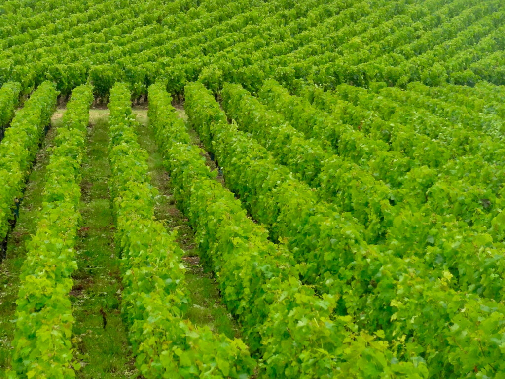 Weinreben in der Gironde
