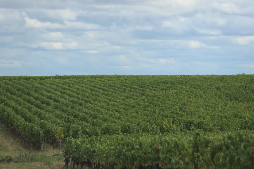 Weinfelder auf dem Médoc