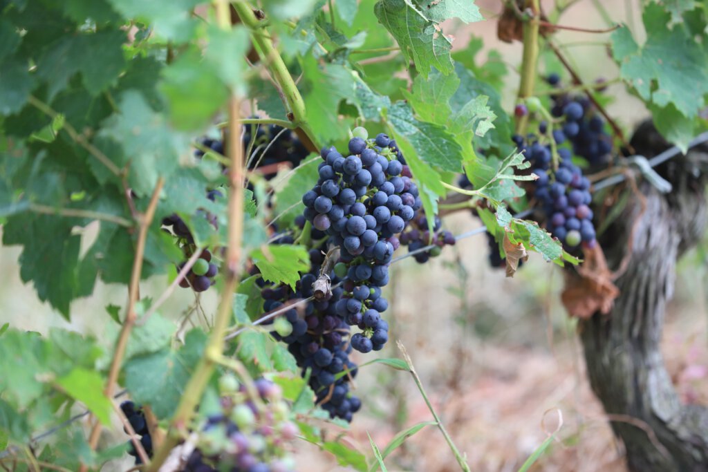 Weinreben zur Herstellung des Bordeaux