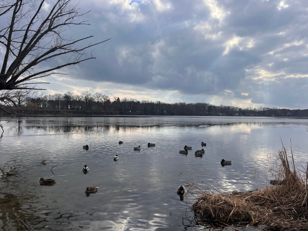Petzinsee in Geltow: Auf dem See ist eine Eisschicht, die Enten versammeln sich am Ufer