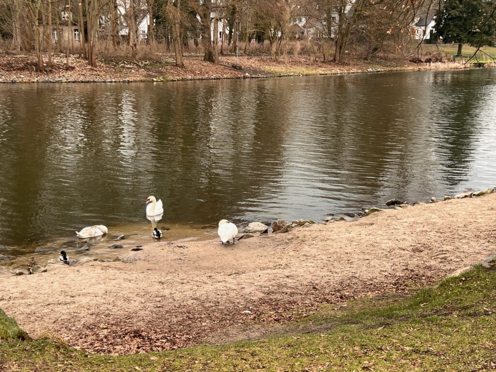 Schwäne am Ufer der Spree in Fürstenwalde