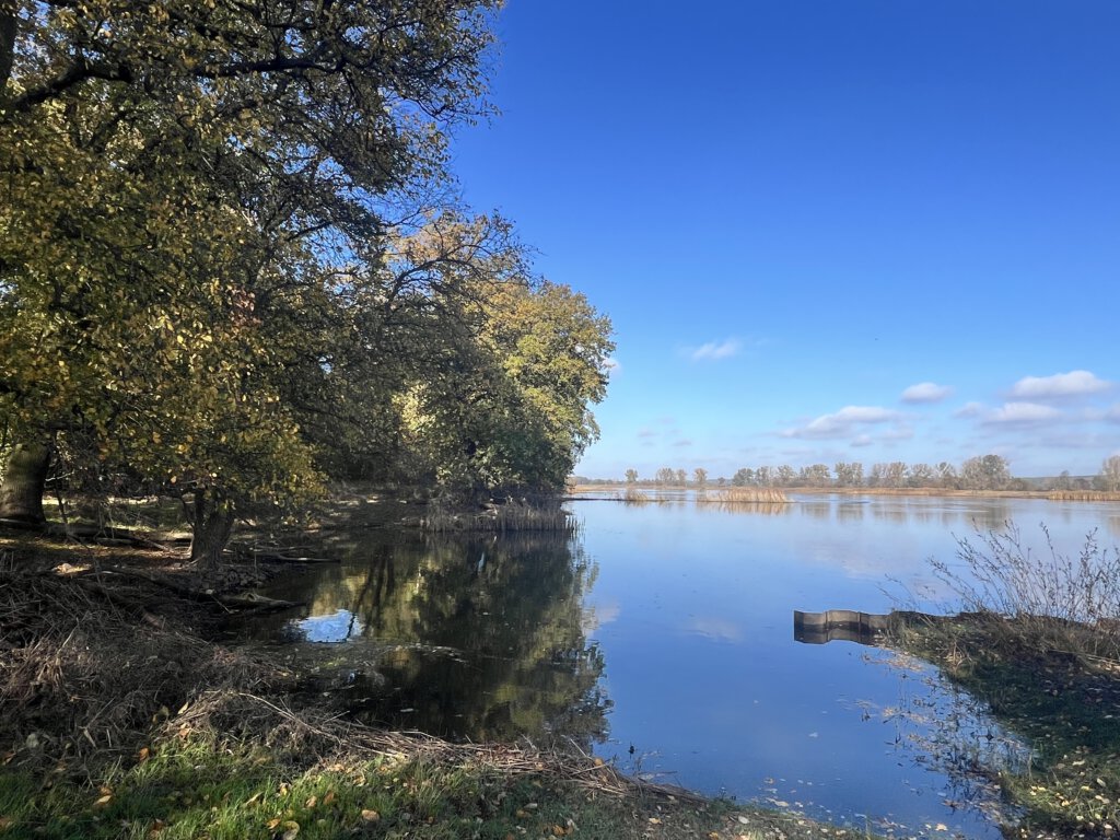 Die Oder zwischen Frankfurt (Oder) und Eisenhüttenstadt