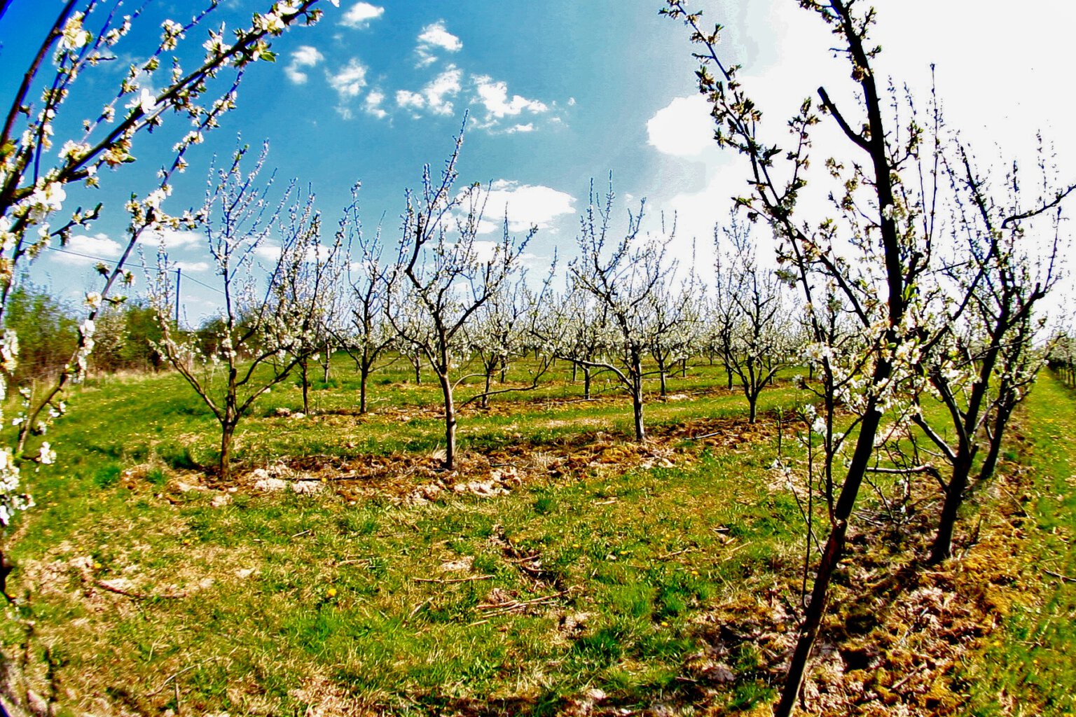 Baumblüte
