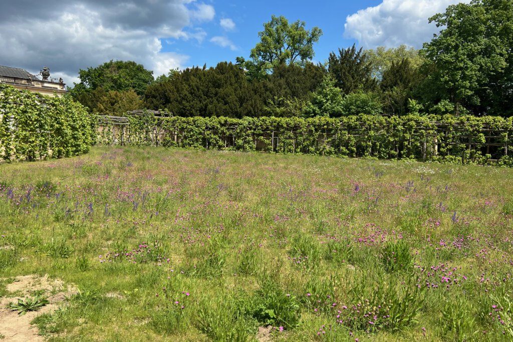 Blick auf eine Wiese im Park Sanssouci vor der Bildergalerie. Hier befand sich einst der Holländische Garten