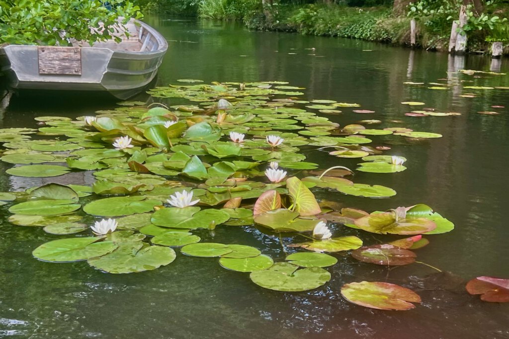 Seerosen mit weißen Blüten, dahinter ein Spreewaldkahn in der Nähe von Lehde