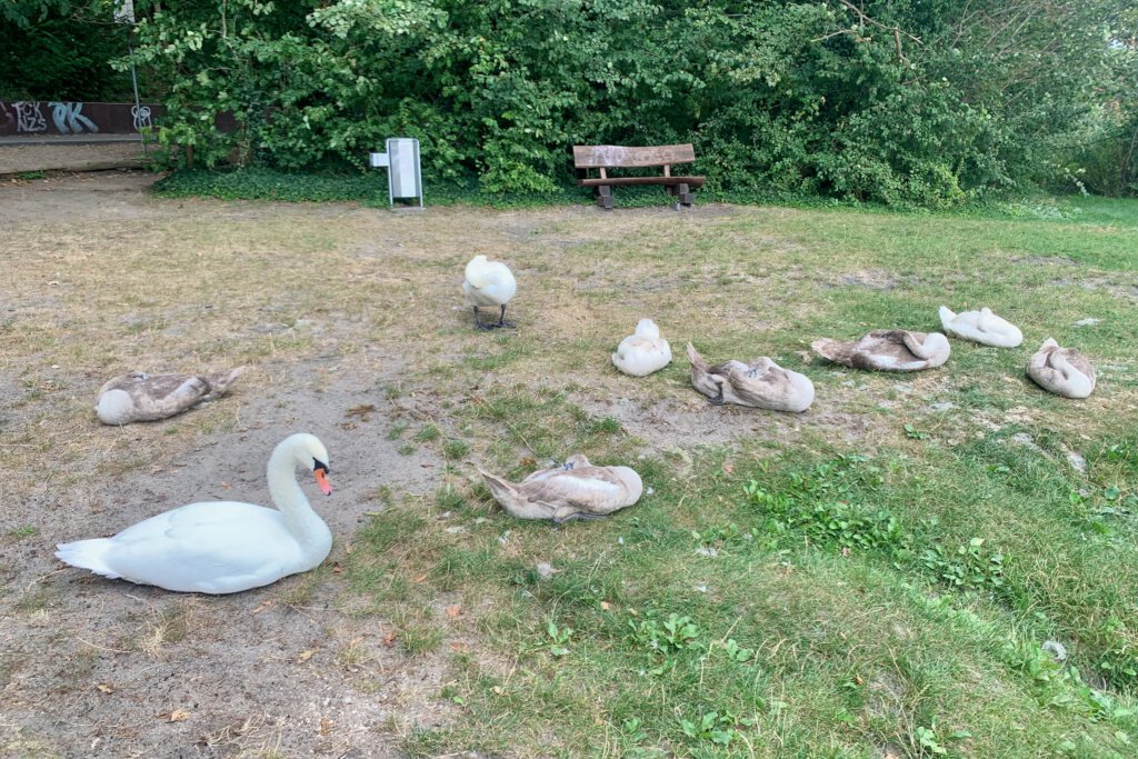 Eine Schwanenfamilie hat sich am Ufer der wilden Badestelle am Petzinsee in Geltow niedergelassen