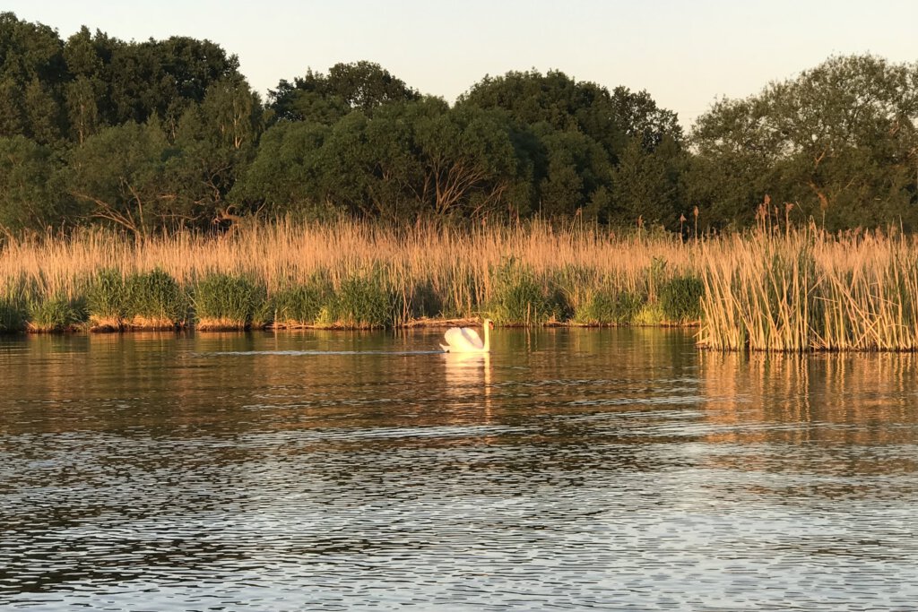 Ein Schwan schwimmt in der Abendsonne über den Schwielowsee. Im Hintergrund das herbstliche Schilf
