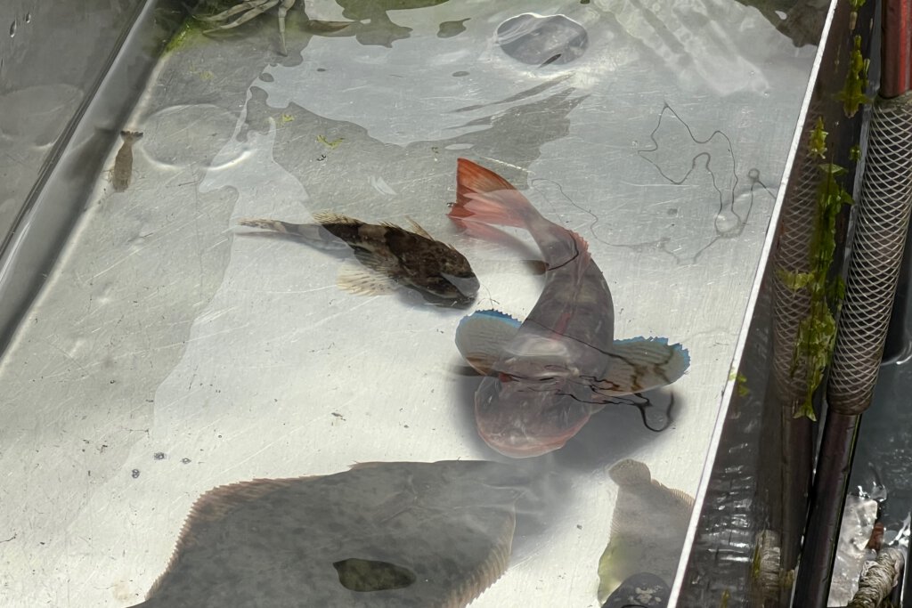 Fische schwimmen im Fangbecken einer Fischkutters