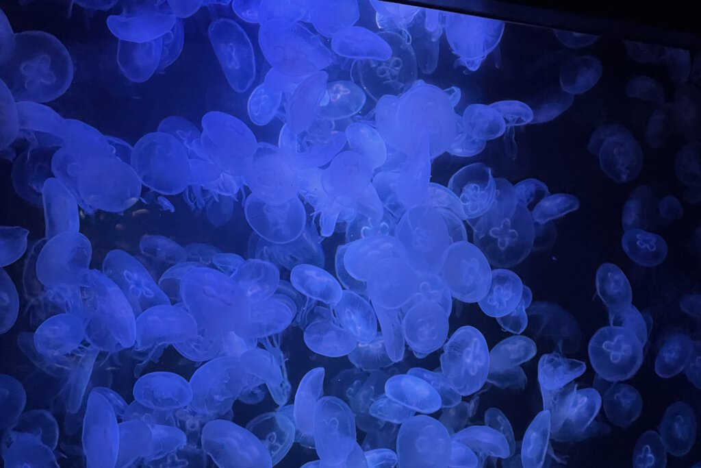 Quallen schwimmen vor blauer Hintergrundbeleuchtung im Aquarium Berlin