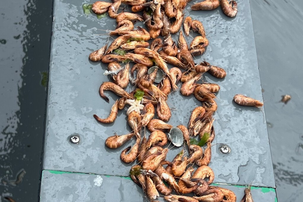 Frisch gekochte Garnelen in einer Aluminiumschale auf einem Fischkutter