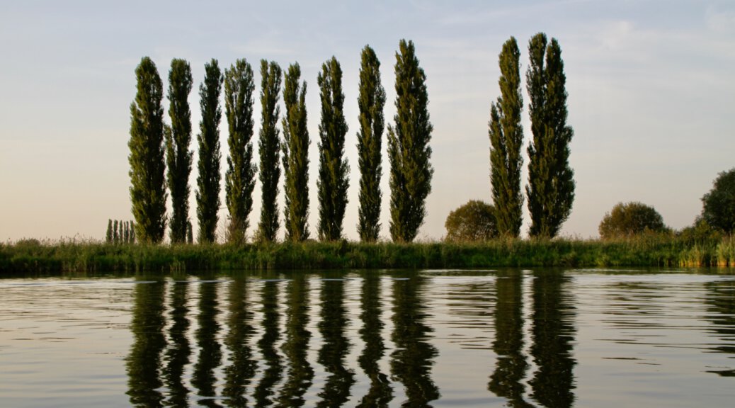 Pappeln an der Havel