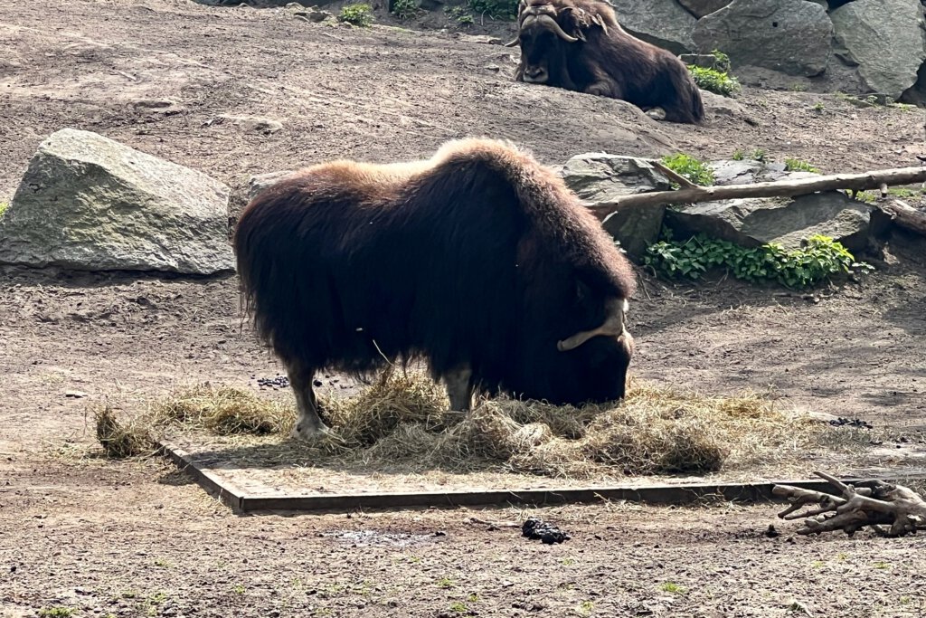 Moschusochse beim Fressen im Tierpark Berlin