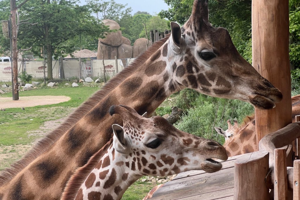 Giraffen bei der Fütterung  im Tierpark Berlin