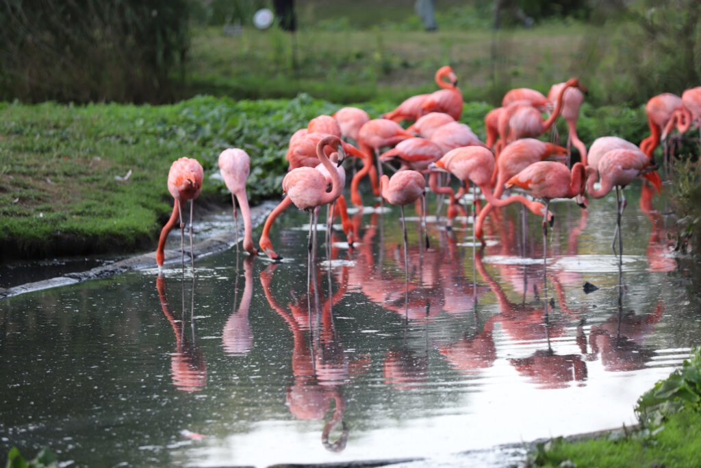 Eine Gruppe Flamingos steht im Wasser. Das Foto entstand im Tierpark Berlin