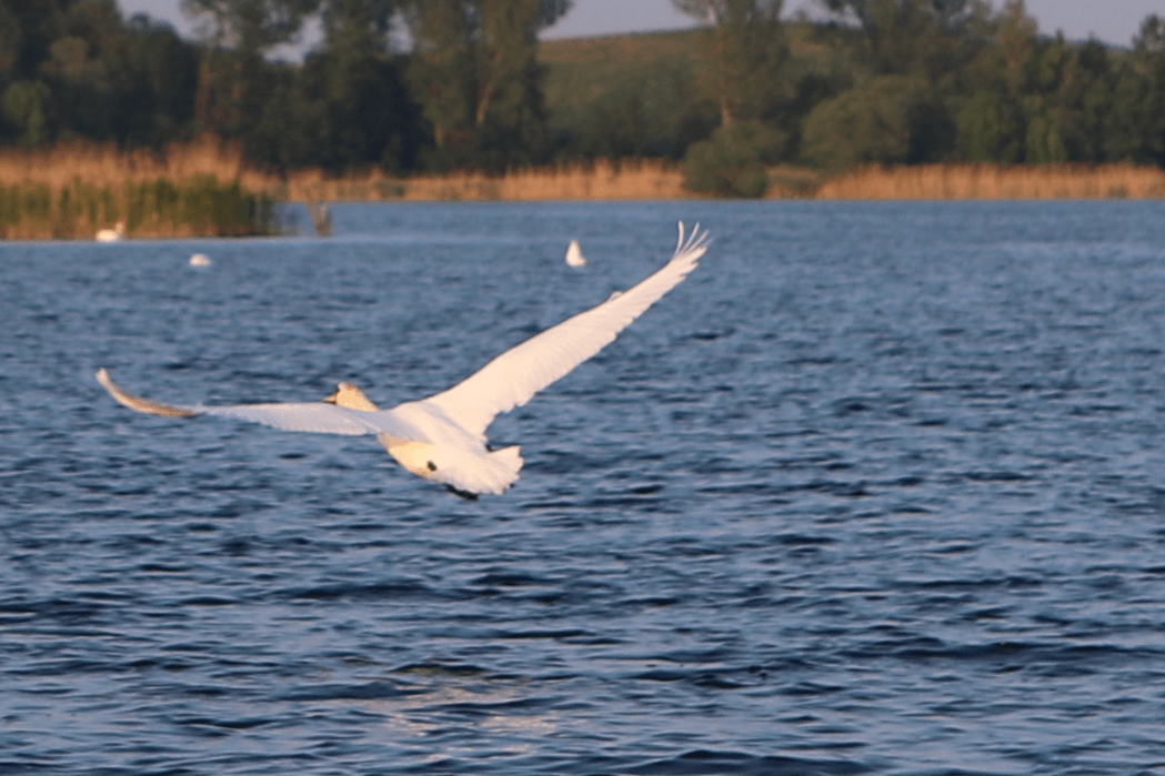 Havel im Frühling: Beobachtungen in der Natur Havel - 1 (2)