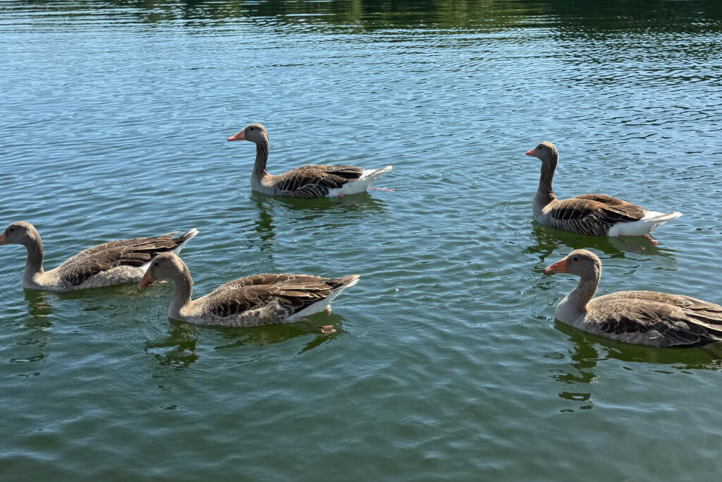 Fünf Wildgänse schwimmen auf dem Wasser.